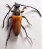 Stictoleptura fulva